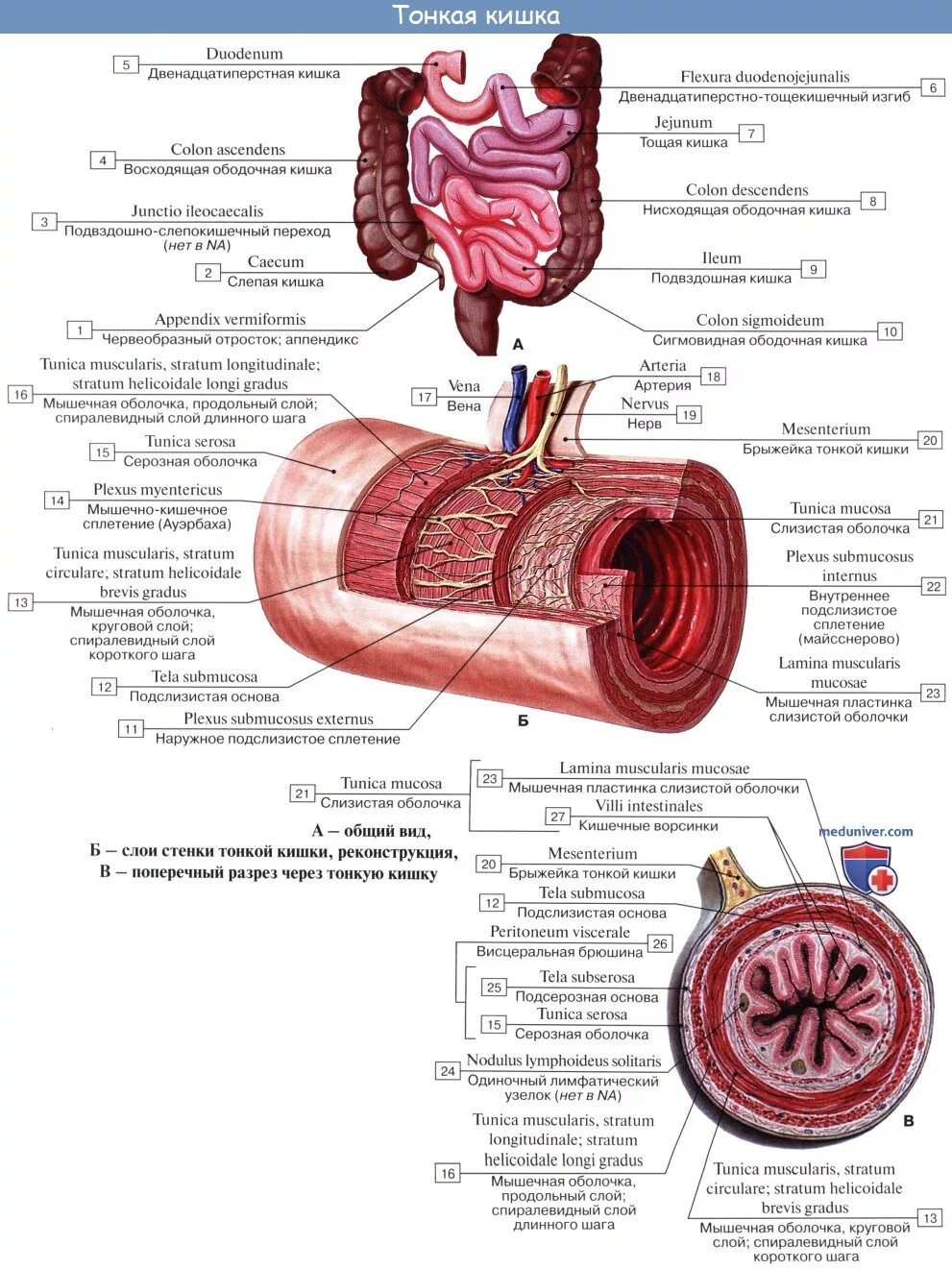 Строение стенки 12 перстной кишки. Мышечная оболочка тонкой кишки латынь. Мышечная оболочка 12 перстной кишки. Строение стенки тонкой кишки анатомия. Слизистая оболочка 12 кишки