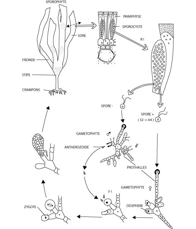 Жизненный цикл ламинарии схема. Цикл развития ламинарии схема. Жизненный цикл ламинарии рисунок. Цикл развития бурых водорослей. Стадия жизненного цикла водорослей