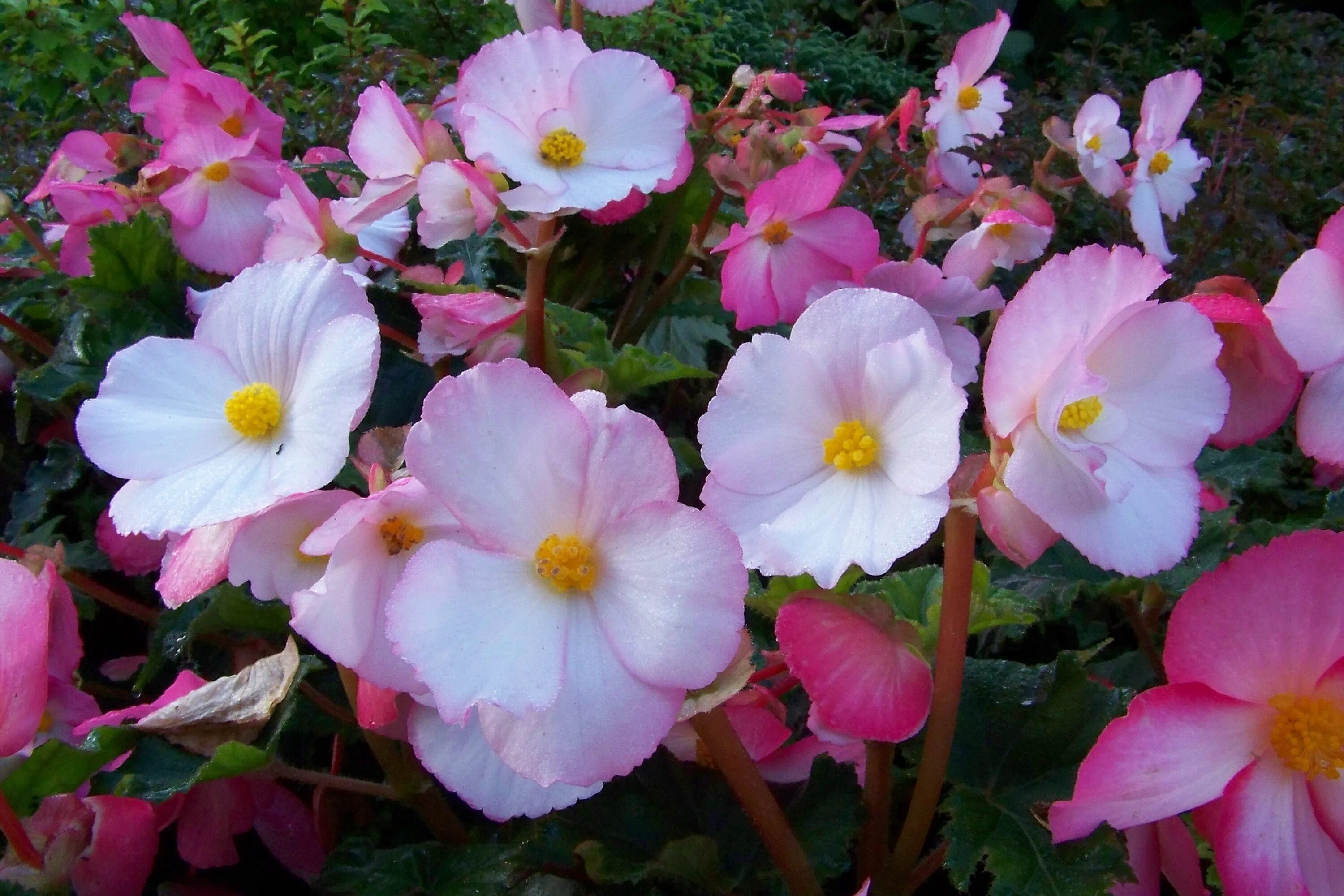 Fleur blossom. Бегония клубневая вечноцветущая. Бегония Садовая бегония Садовая. Королевская бегония вечноцветущая. Бегония вечноцветущая Лученец.