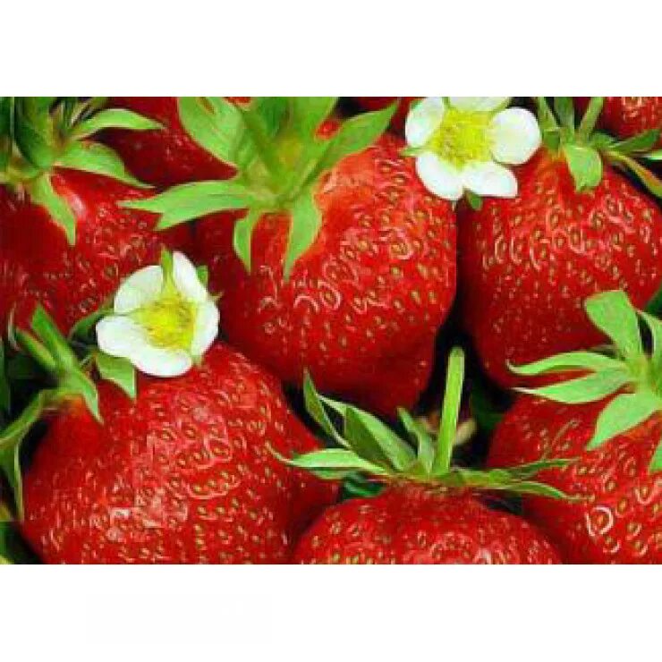 Strawberry grading. Геркулес с клубникой. Просвещение зенга. Сорт клубники восторг или восхищение. Земляника садовая красная.