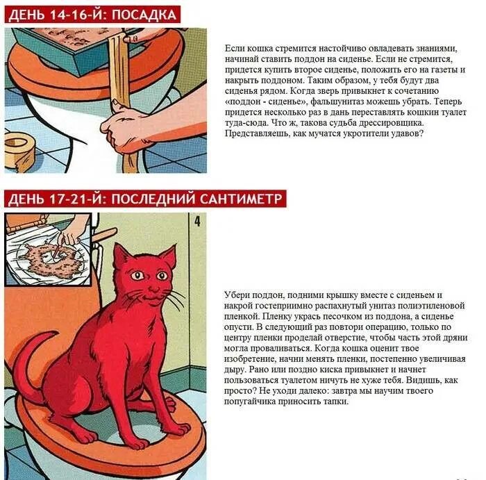 Как приручить взрослую кошку. Прирученные кошки. как приручить котенка. как приручить кота к рукам. как приручить кошку к себе.