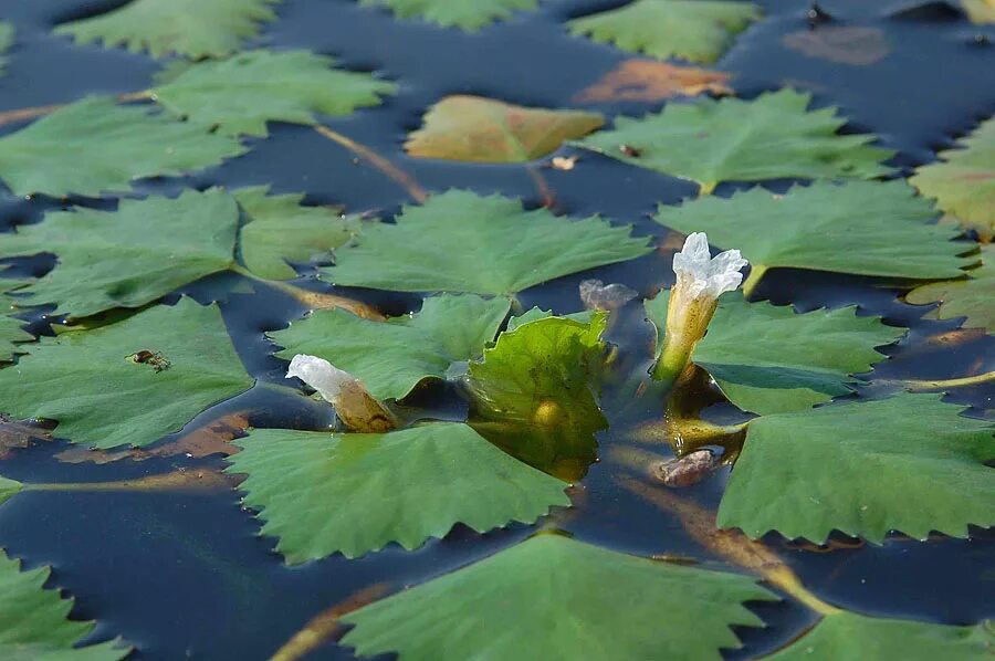 Речной орех Чилим. Чилим водяной орех. Рогульник плавающий водяной орех. Озерный орех Чилим. Что растет в озере