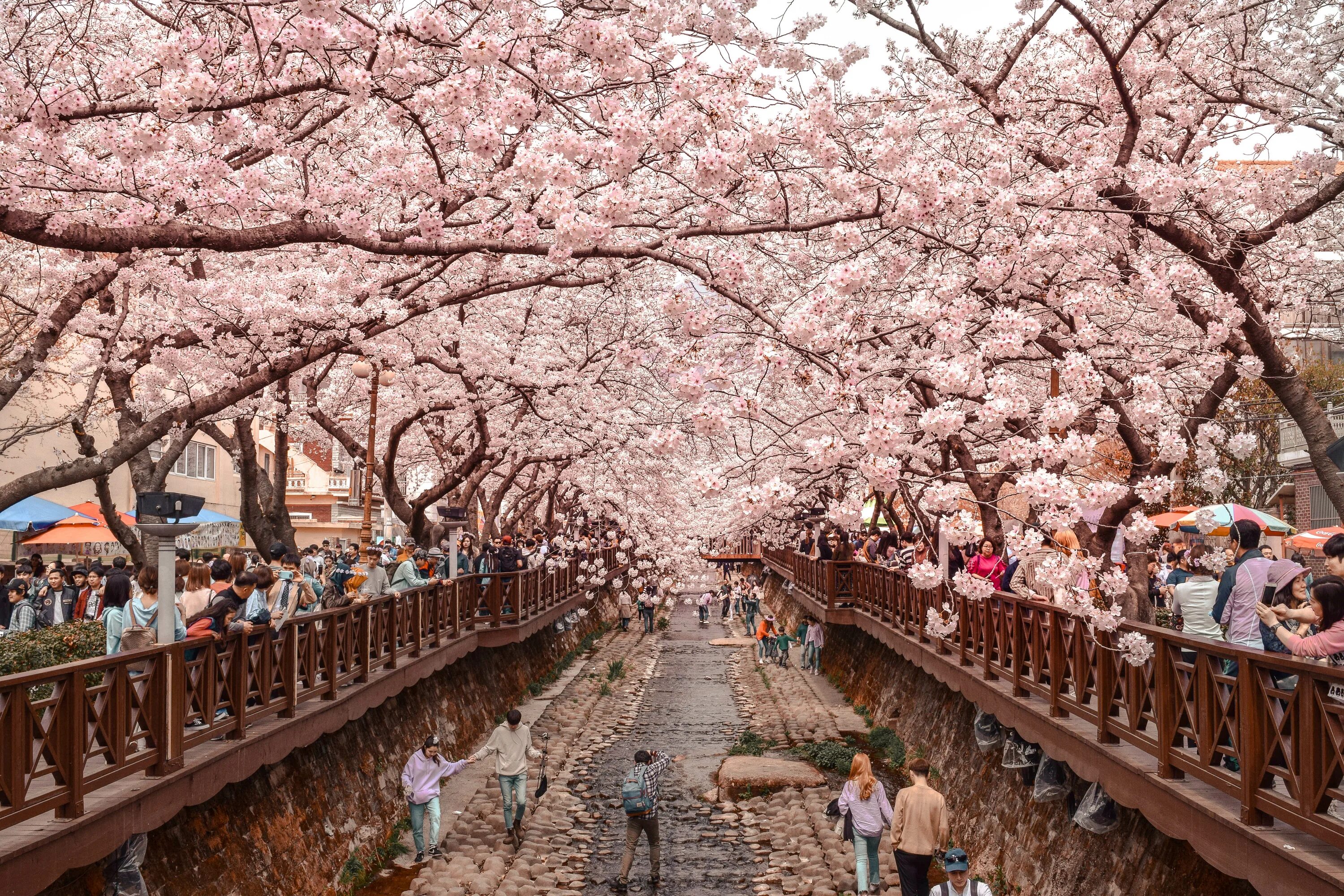 Южные сакуры. Корея черри блоссом. Сеул Южная Корея Сакура. Сеул Южная Корея Cherry Blossom. Чинхэ Южная Корея.