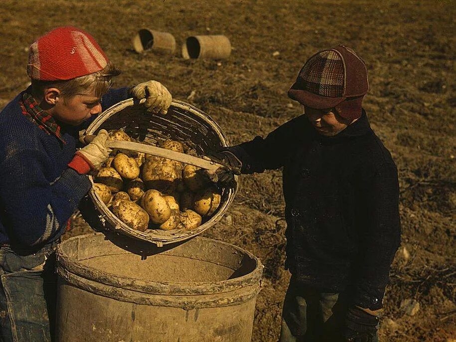 Время собирать картофель. Сбор урожая. Сбор картошки в деревне. Картошка для детей. Уборка картошки.