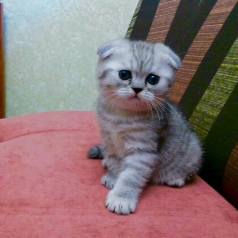 Авито кошки шотландские. Авито кошки шотландские. Скоттиш фолд голубой котенок. Шотландская плюшка. Котята шотландские вислоухие лиловые.