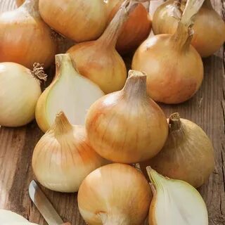 Лук золотые купола описание сорта отзывы