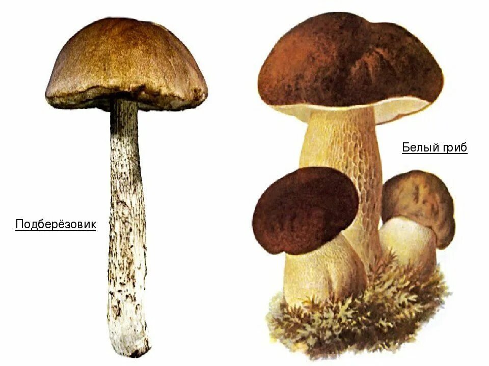 Подберезовик подосиновик боровик. Белый гриб и подберезовик. Гриб подореховик и белый. Белый гриб и подберезовик отличия. Подберезовик гриб и белый гриб отличия.