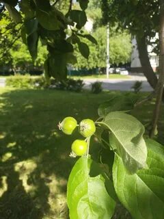 Возле яблонь