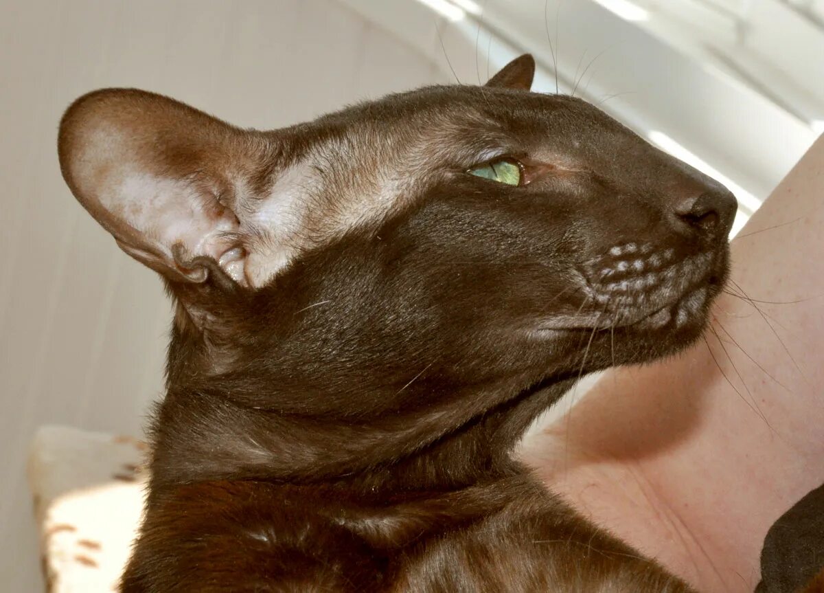 ориентальная кошка каштановая. ориентальная кошка жкстримао. ориентальный кот экстремального типа. кот ориентал черный. ориентальная кошка.