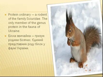 Как будет по английскому белка