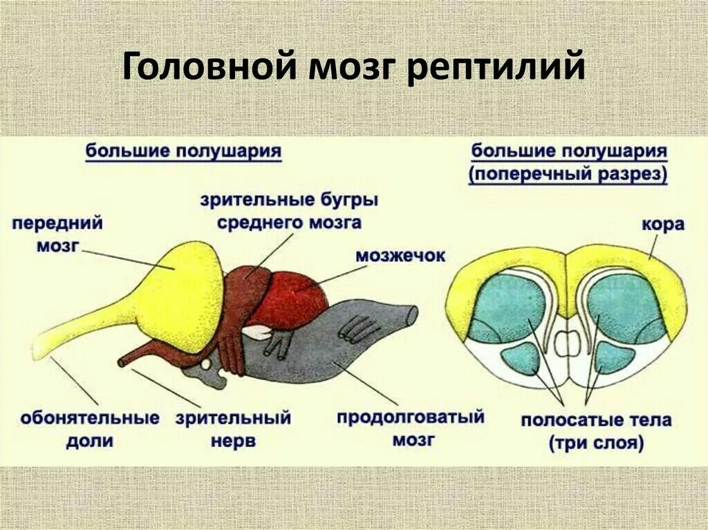 Отделы мозга ящерицы. Строение головного мозга пресмыкающихся. Строение головного мозга рептилий. Строение головного мозга пресмыкающихс. Функции отделов головного мозга рептилий.