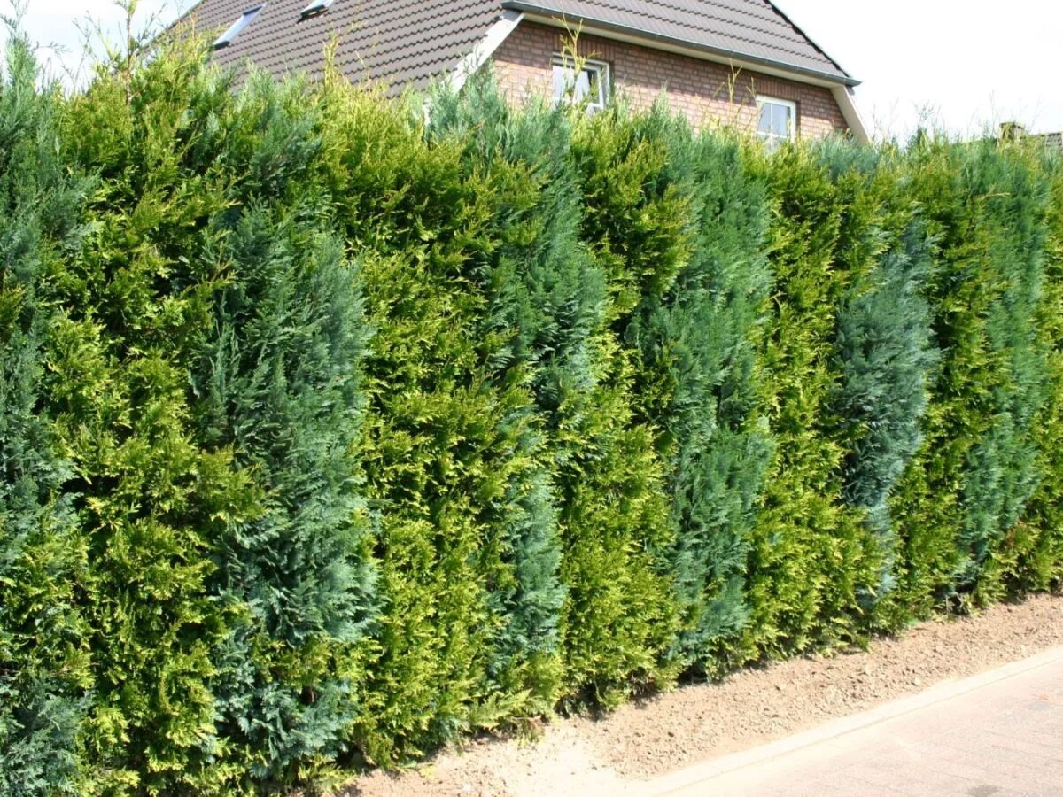 Туя брабант живая изгородь. Туя для живой изгороди. Туя для живой изгороди. Туя смарагд живая изгородь. Живая изгородь из туи колумна.