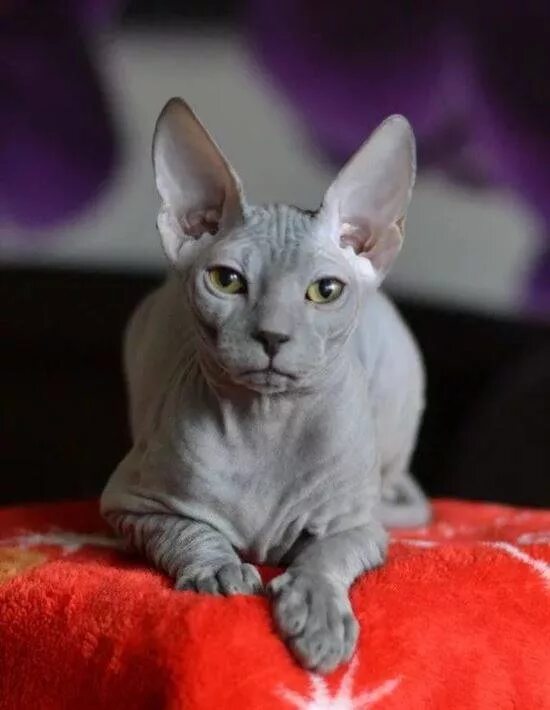 донской сфинкс флок котята. канадский сфинкс браш. донской сфинкс велюровый. донской сфинкс велюр. черный велюровый донской сфинкс.