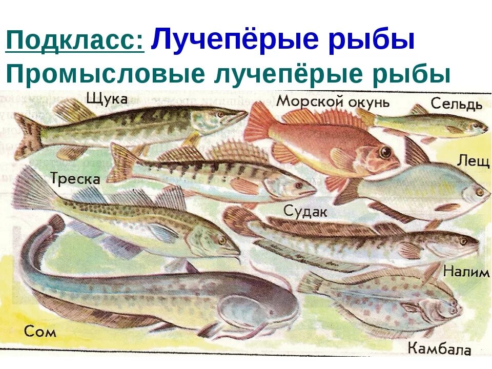 Русский 8 класс рыб. Подкласс лучепёрые рыбы представители. Представители костных лучеперых рыб. Отряд лучеперые рыбы. Лучеперые костистые представители.