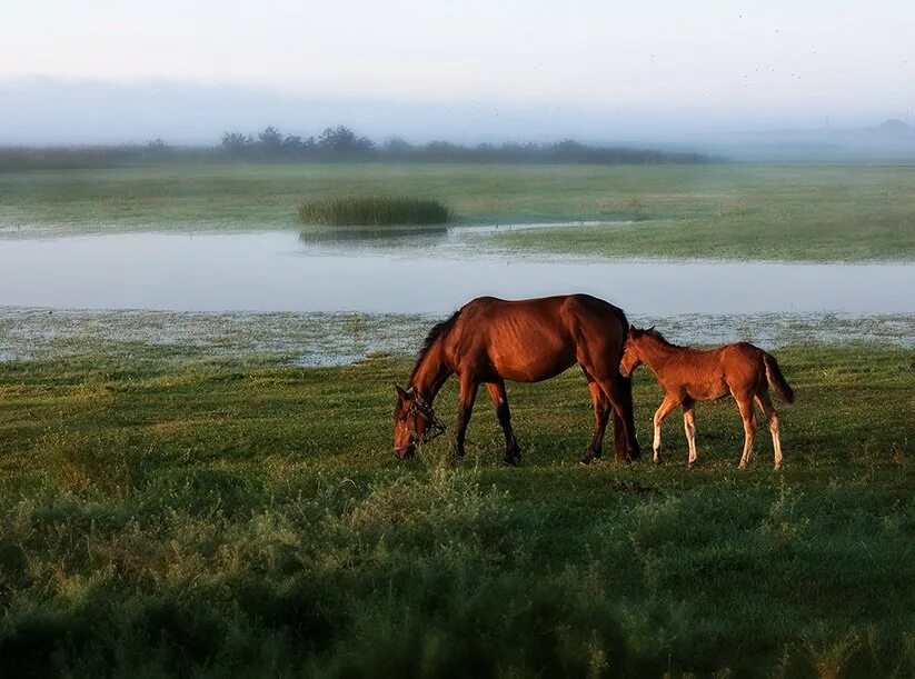 Кони над рекою. Конь ходит. ходят кони к водопою. ходят кони над горою.
