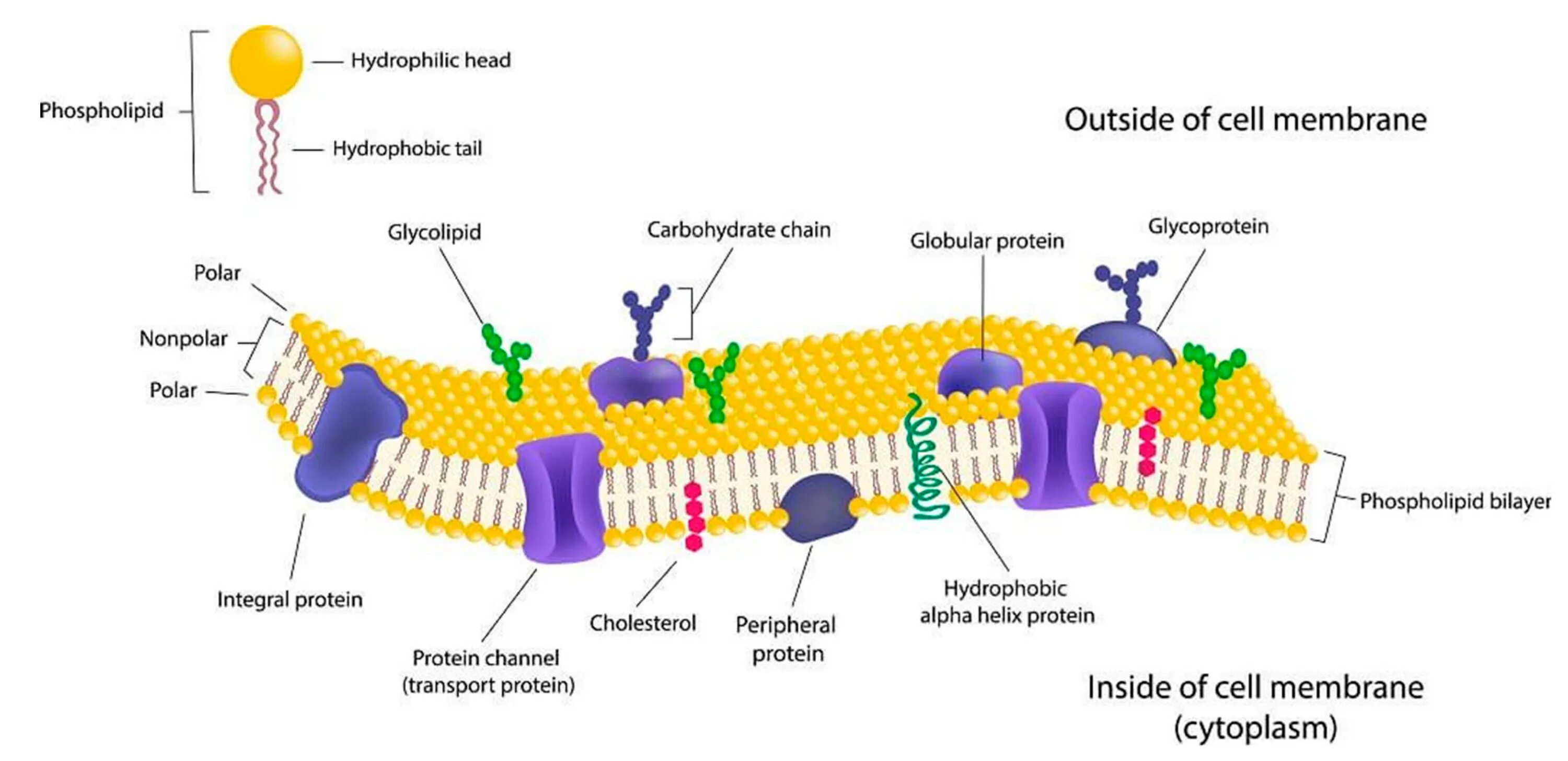Membrane перевод