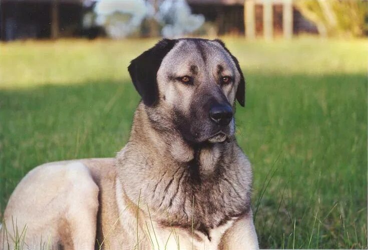 Анатолийская овчарка описание фото Anatolian Shepherd Dog Anatolian shepherd, Anatolian shepherd dog, Shepherd dog