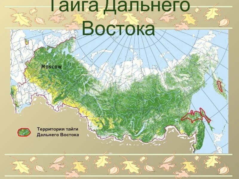 Географическое положение тайги в россии на карте. Зона тайги на карте россии. Географическое положение тайги на карте. Географическое расположение тайги. Территория тайги на карте россии.