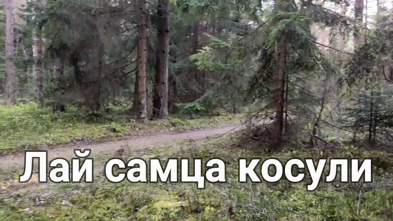 Хаски воет. Лай немецкой овчарки. Лай самца. Собака на прозрачном фоне. Лай косули самца слушать.