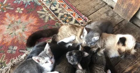 Отдают котиков в добрые руки
