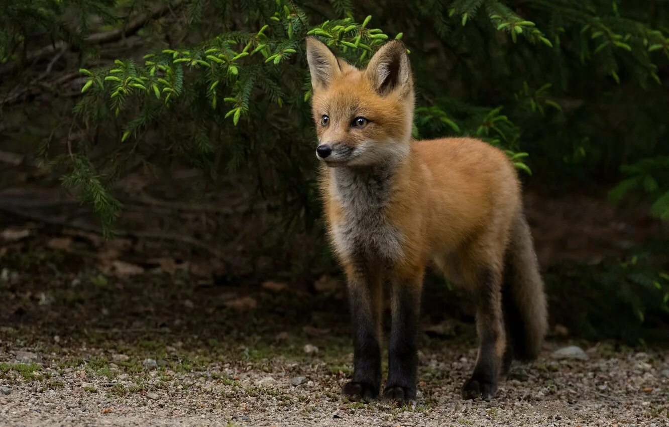 Лис помладше. Фокс фокс лиса фокс. Лисица сахалин. Маленький лисенок. Молодая лиса.
