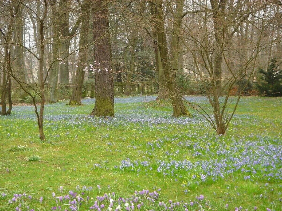 весенняя лесная поляна. весенняя полянка. подснежник ветреница лесная. цветущая лесная поляна. ветреница поляна.
