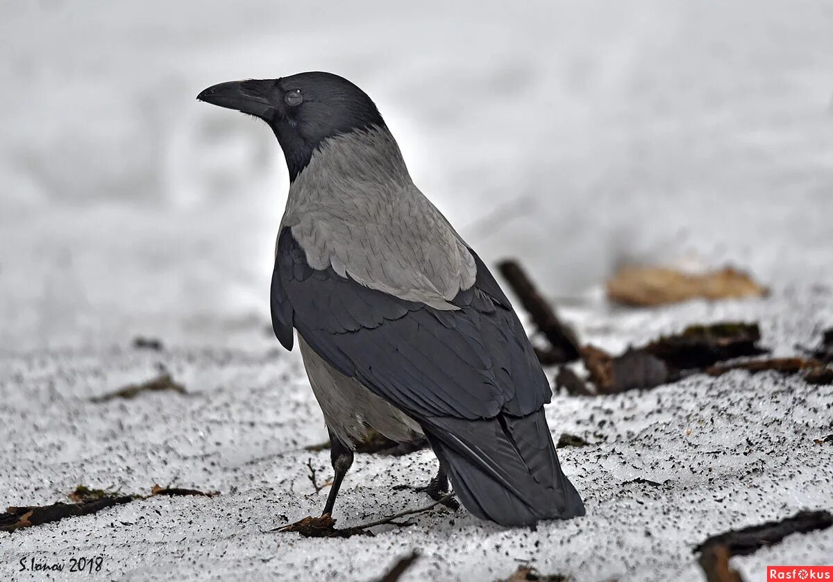 хунин ворон. ворона 2024. ворона шисуи. скарсгард ворон. ворон обыкновенный.