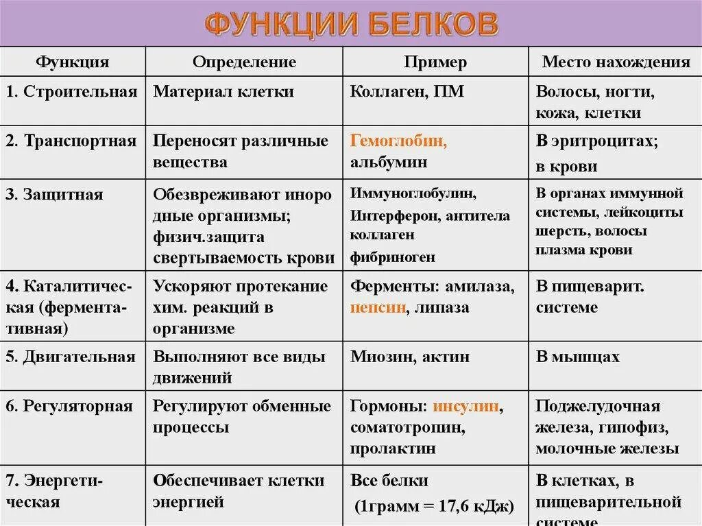 Белки и их виды