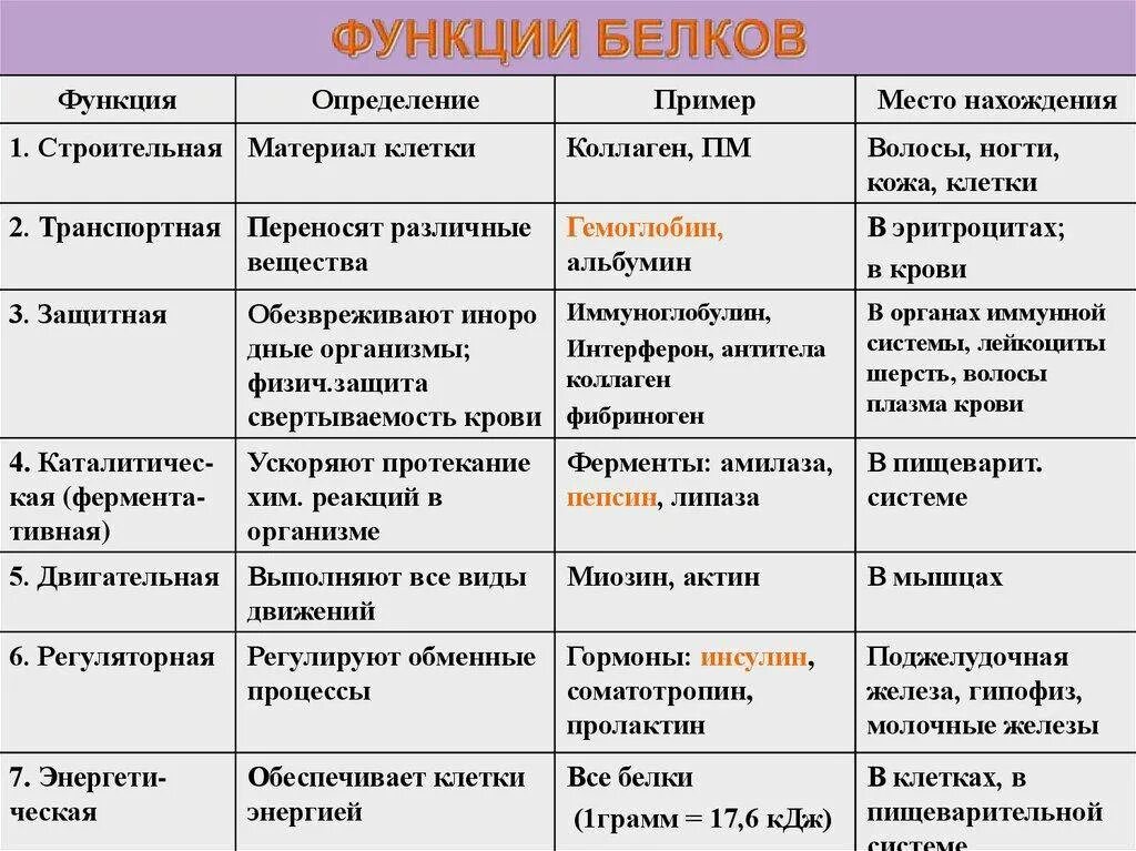 Некоторые функции могут быть. Функции белков и их характеристика. Биологические функции белков таблица. Функции белков и их описание. Функции белков и характеристика таблица.