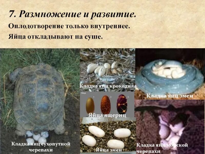 Способ размножения черепахи. Пресмыкающиеся откладывают яйца на суше. рептилии откладывают яйца. размножение и развитие черепахи. черепахи оплодотворение.