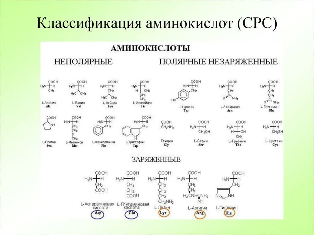 Аминокислоты два типа. Неполярные незаряженные аминокислоты. классификация белковых аминокислот. 20 аминокислот классификация. таблица аминокислот биохимия.