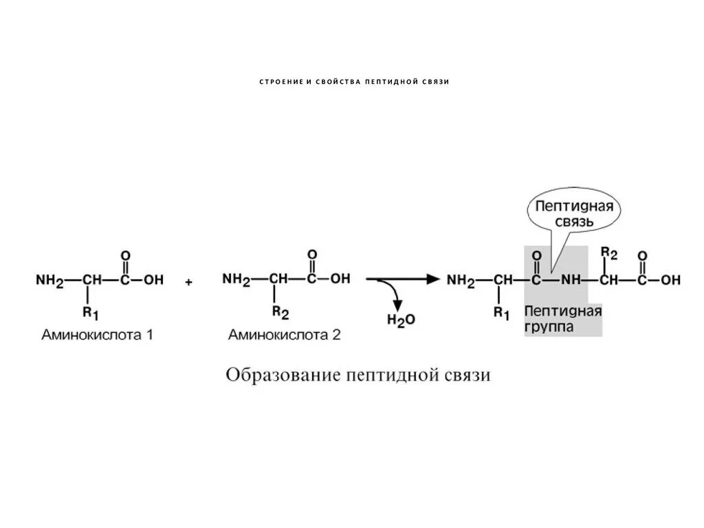 Схема образования пептида. Образование пептидной связи между аминокислотами. Схема образования пептидной связи в молекуле белка. Реакция образования пептидной связи. Пептидная группа атомов