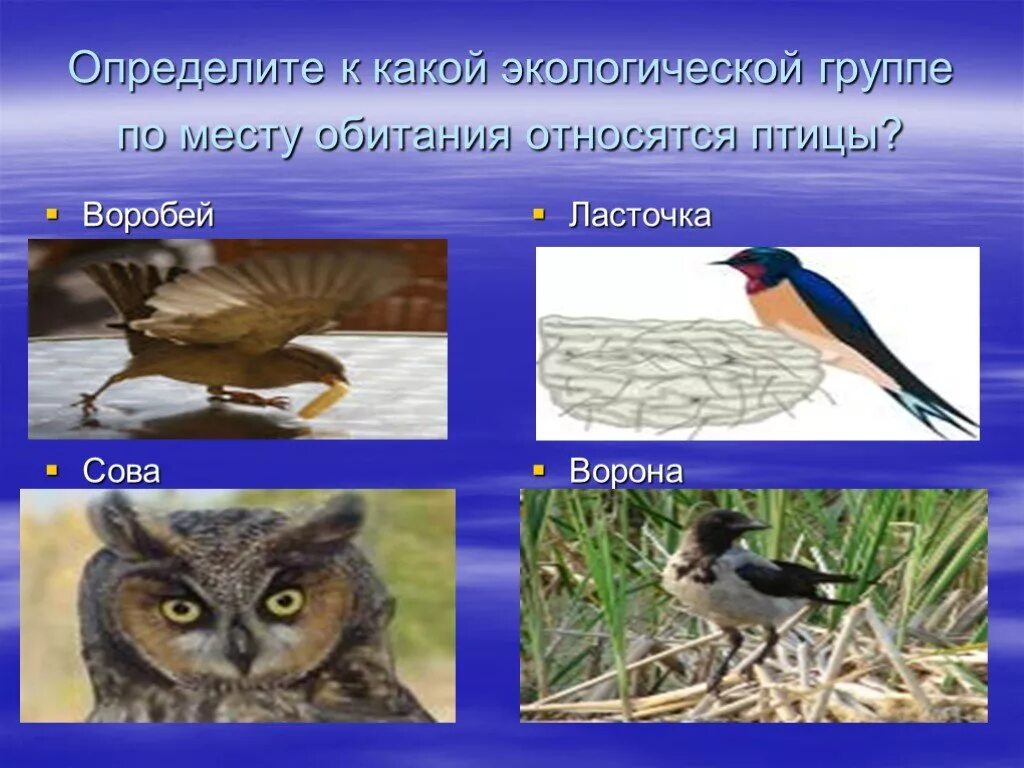 Группы птиц по месту обитания. Экологические группы птиц. Птицы по месту обитания. Ворона экологическая группа. Экологические группы птиц по местам обитания.