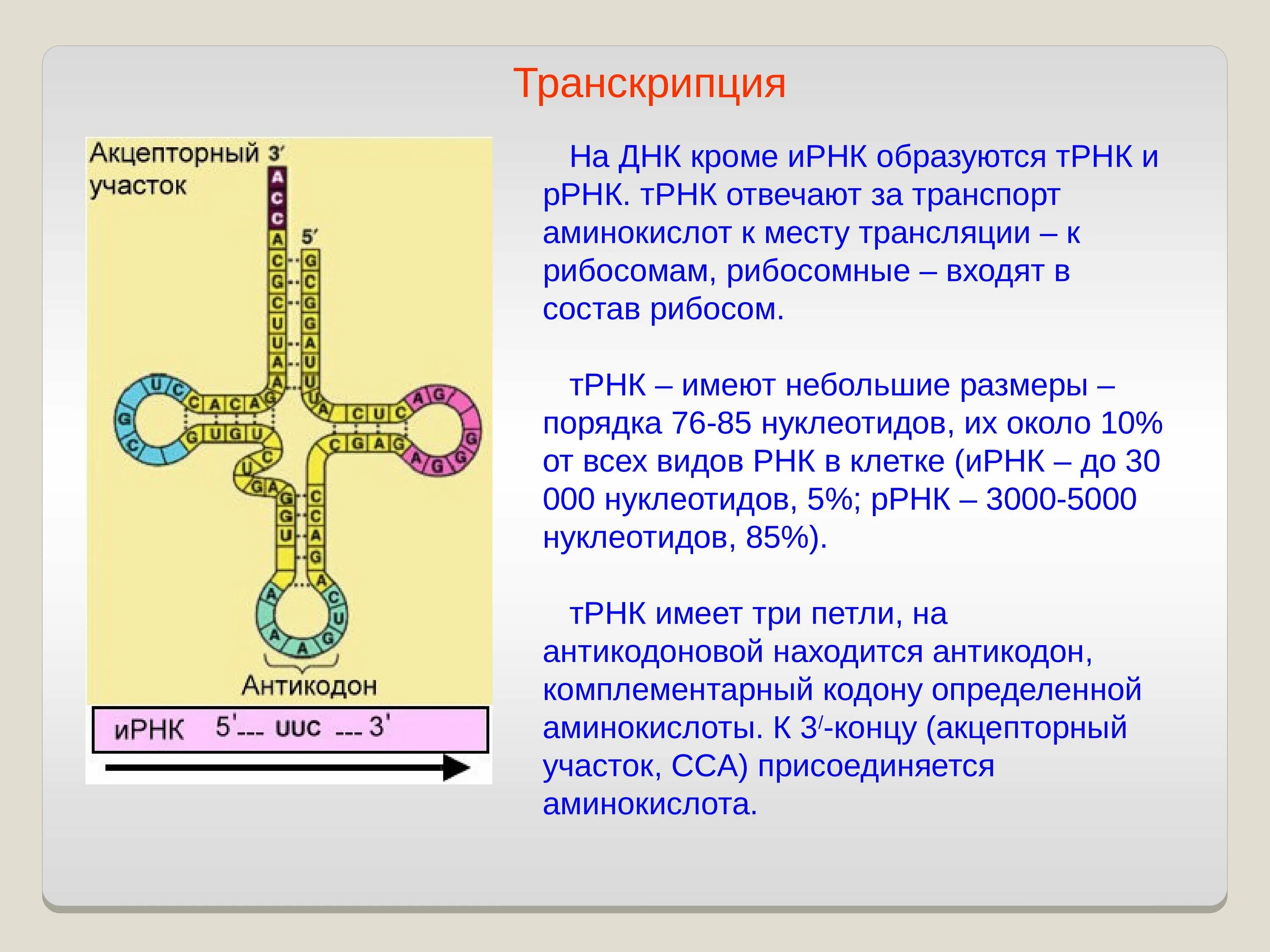 Сколько трнк. Днк рнк трнк. днк в т рнк. строение трнк. трнк и ирнк.