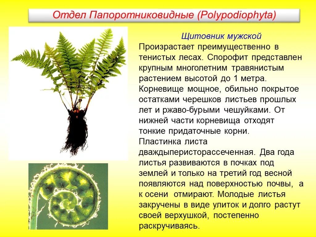 Каким образом весной происходит возобновление листьев папоротника