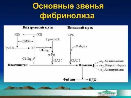 Гемостаз фибринолиз