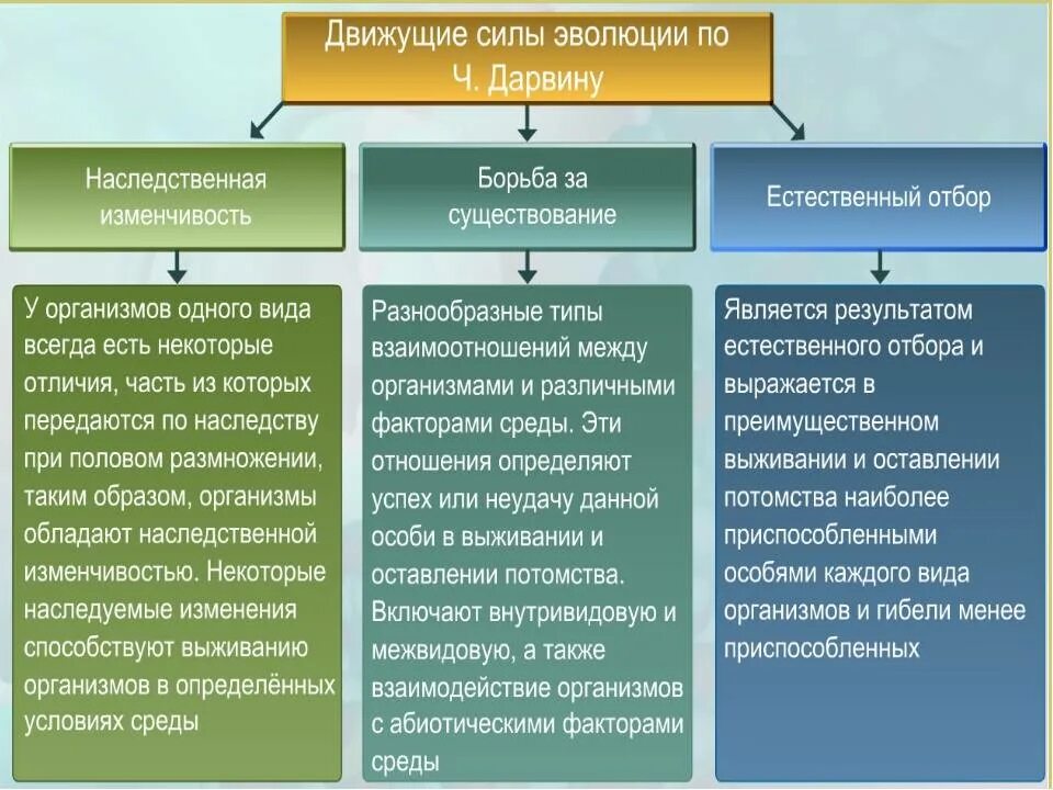 Утверждения теории дарвина. Положения в основе эволюционной теории. Движущие силы эволюции по Дарвину. . Основные движущие силы (факторы) эволюции по Дарвину. Основные положения теории эволюции Дарвина.