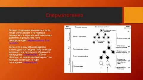Сперматоцита ii порядка
