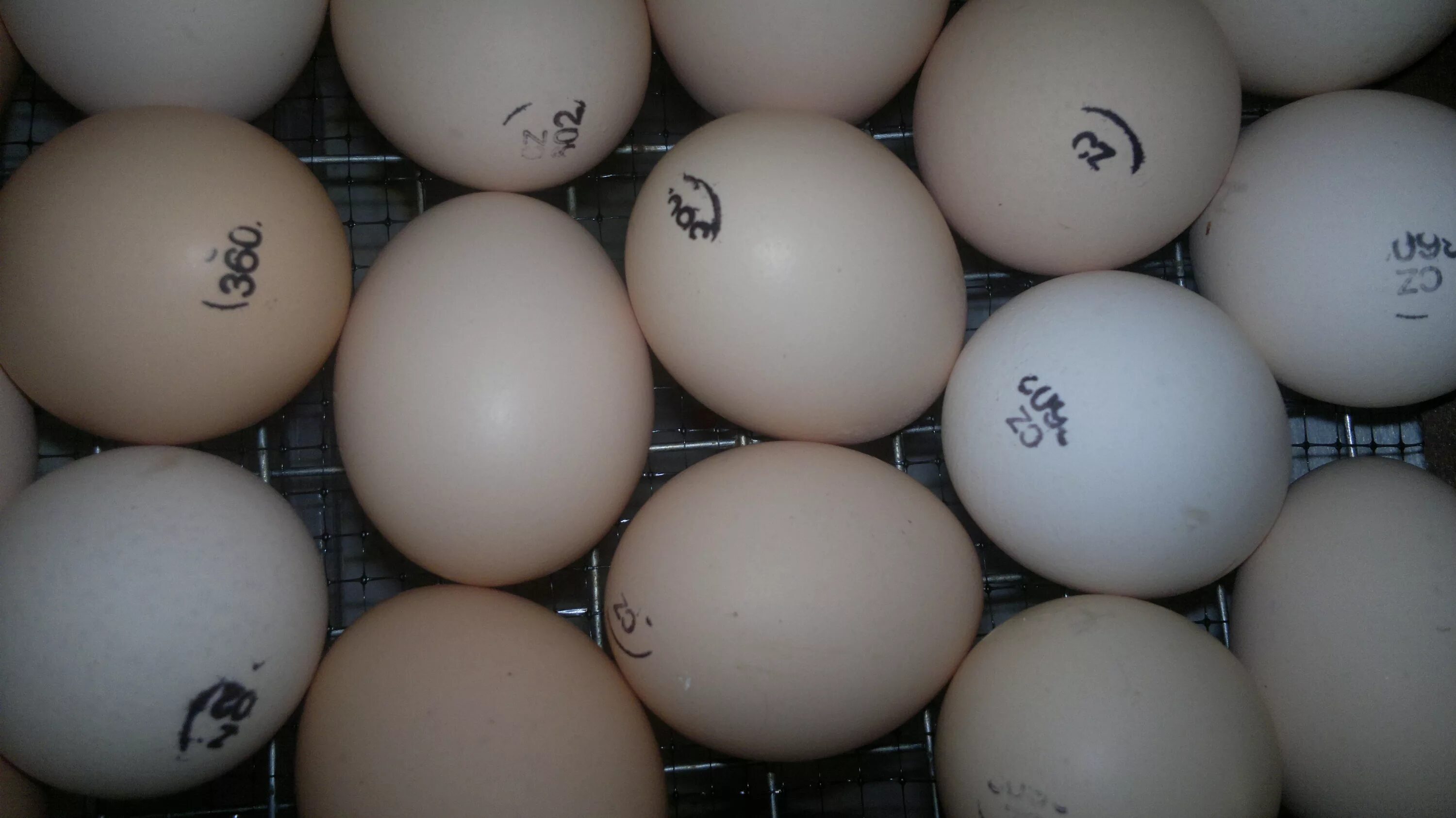 Инкубационное яйцо Росс 308 Чехия. Инкубация Кобб 500. Бройлер Кобб 500 яйцо. Инкубационное яйцо бройлера Кобб 500.