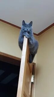 Коты наблюдают