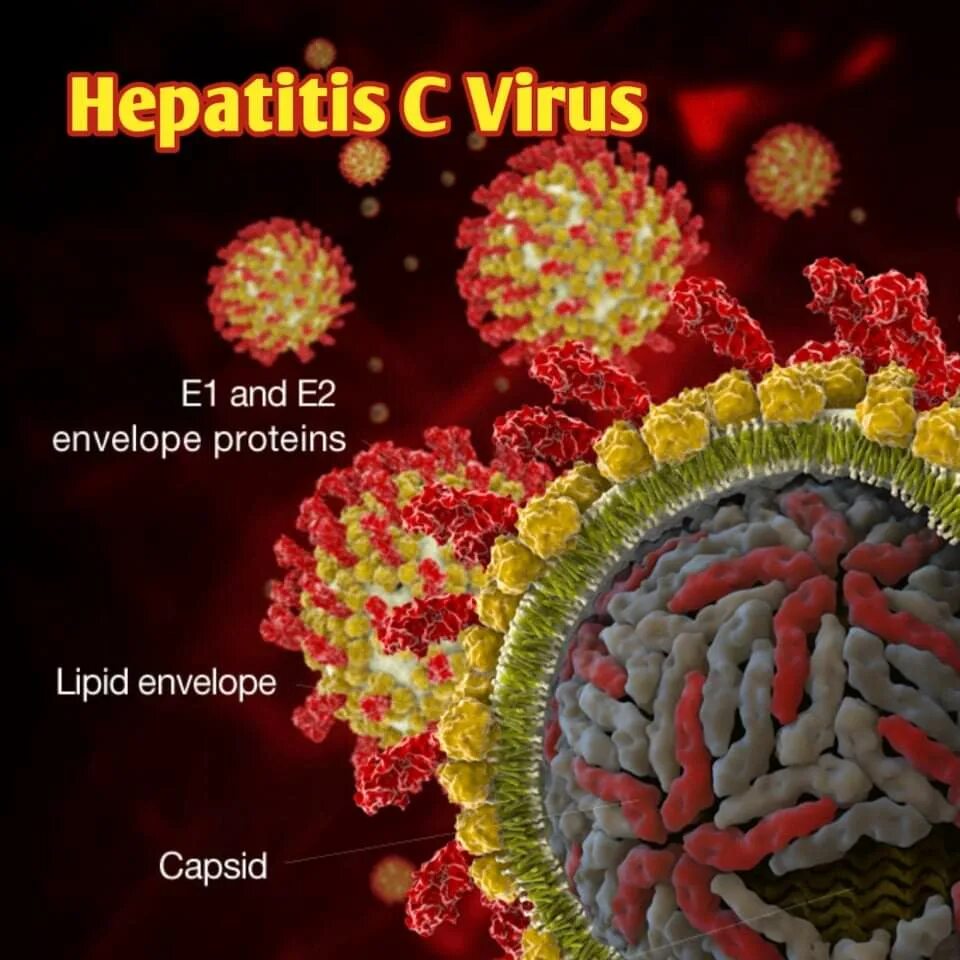 Гепатит 10. Вирус гепатита с (hcv). вирус гепатита в. вирус гепатита с фото.