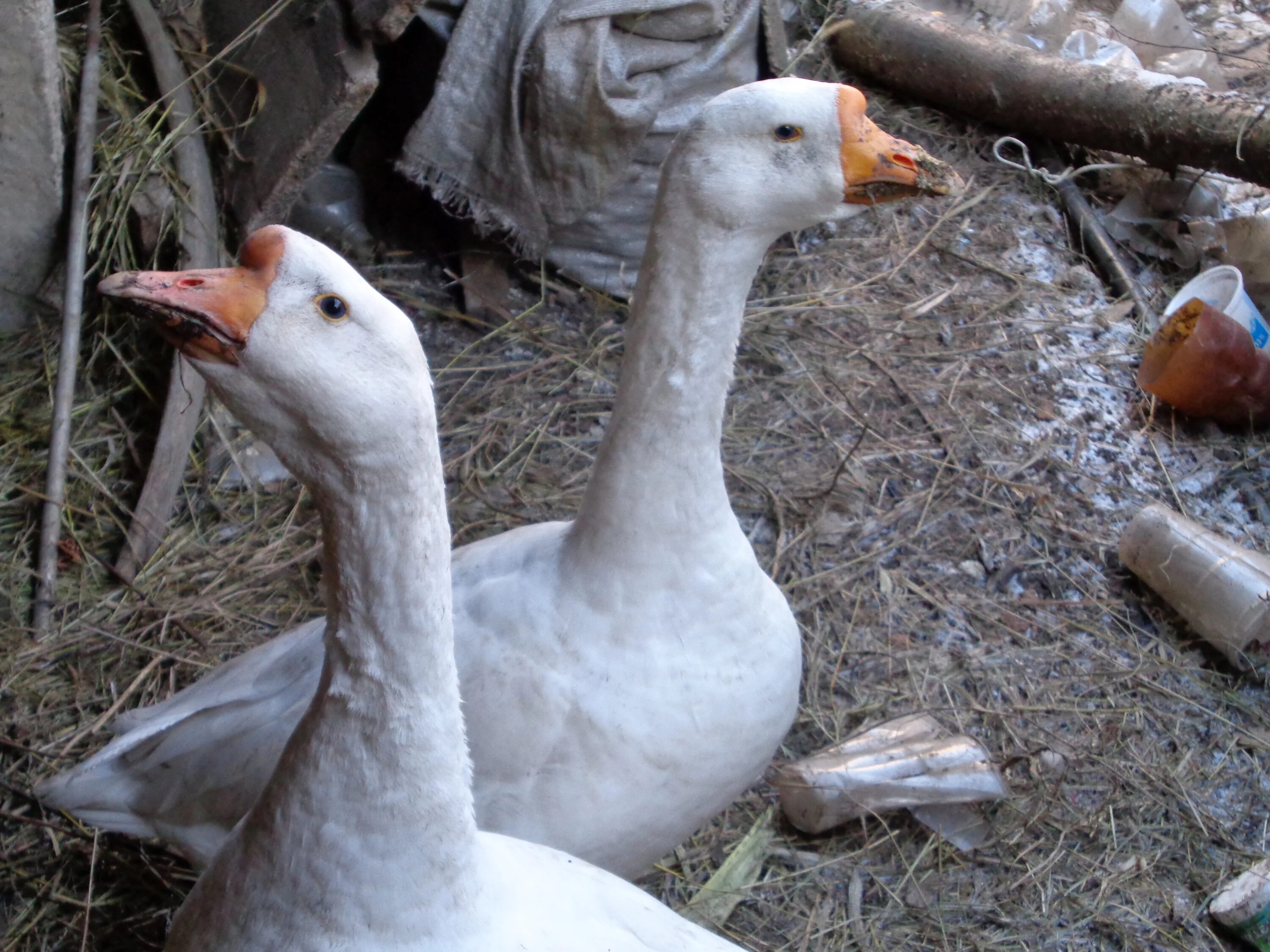 Гуси в деревне. Гуси кролики. Гуси разные. Кролик и утенок. Гуси кролики.