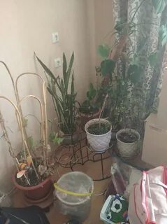 Продам отдам цветы