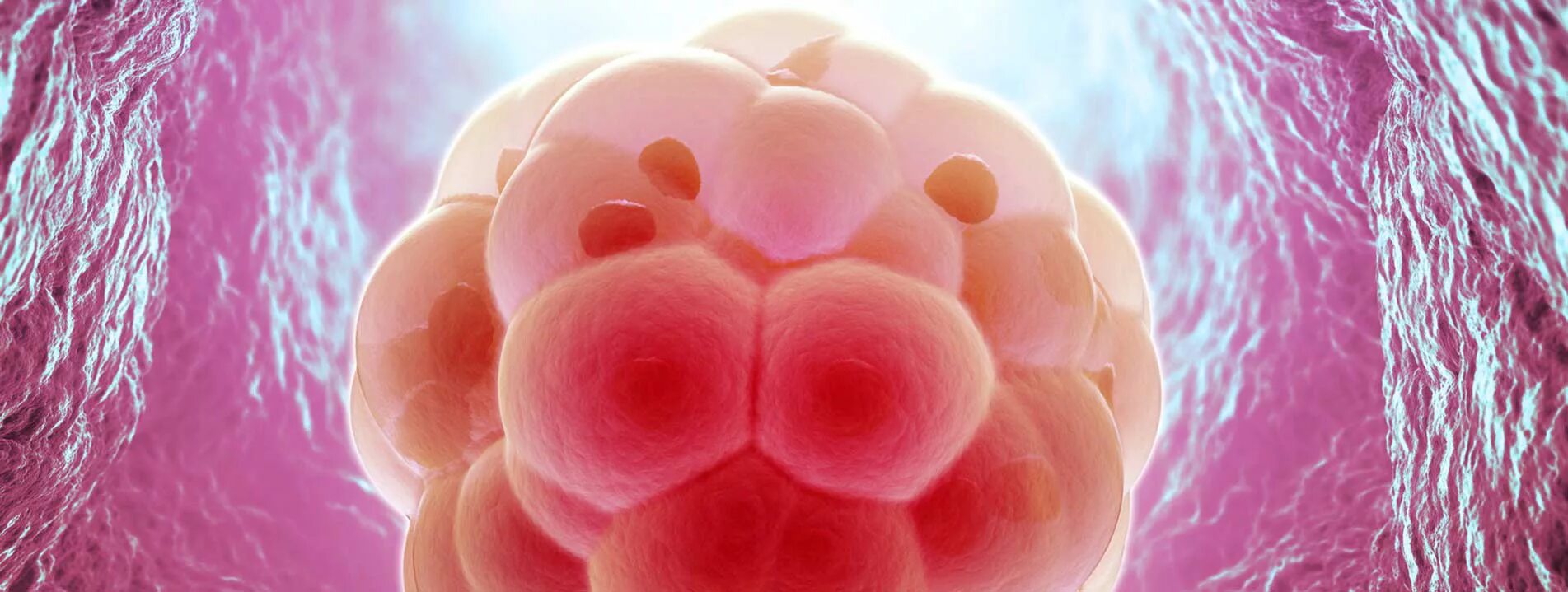 4. яйцеклетку можно увидеть. яйцеклетку можно увидеть. яйцеклетка в микроскопе. зигота это оплодотворенная яйцеклетка.