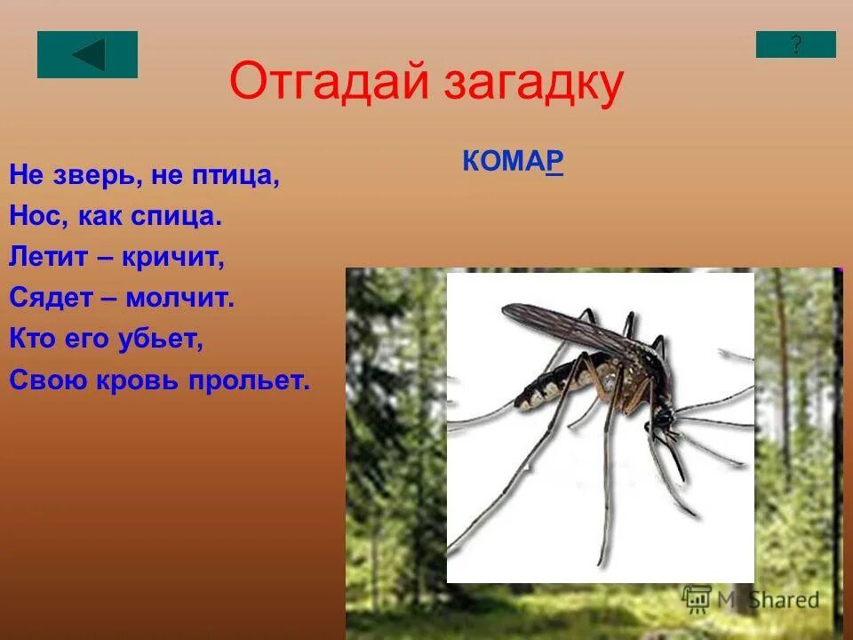 Отгадай загадки молчу молчу. Комары презентация. Презентация про комаров. Загадка про комара. Комар презентация для детей.