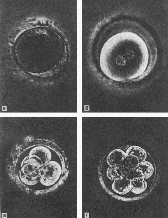После оплодотворения яйцеклетки и первых. Зигота это оплодотворенная яйцеклетка. Гамета зигота эмбрион. Микрофотография оплодотворенной яйцеклетки. 2 Бластомера эмбрион.