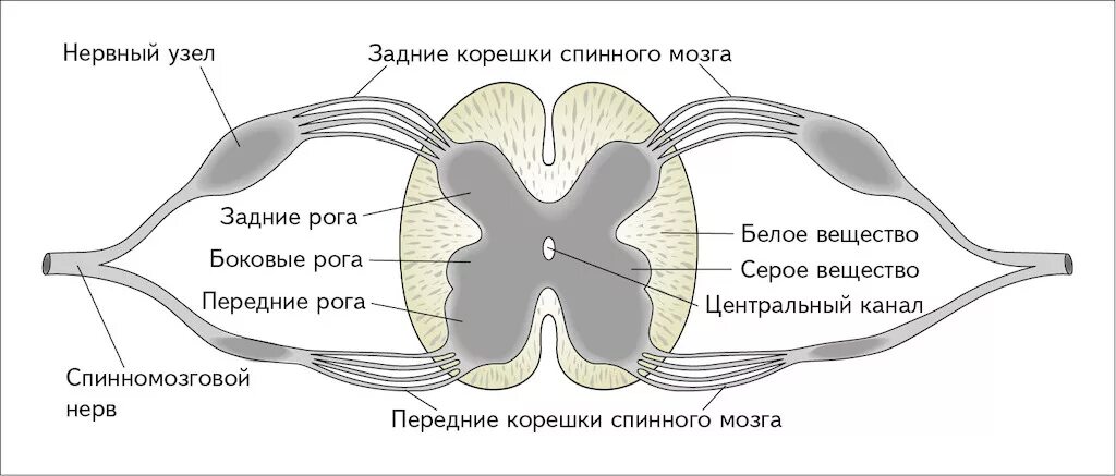 Схема строения сегмента спинного мозга. Схема строения спинного мозга в разрезе. Строение спинного мозга рога. Строение спинного мозга корешки рога. Промежуточные нервные узлы