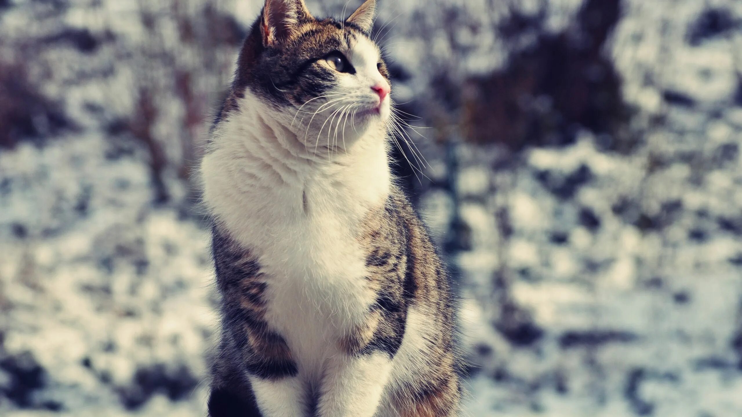 Кот сидит смотрит. Кот сидит. сидячая кошка. сидячий кот. кошка сидит на снегу.
