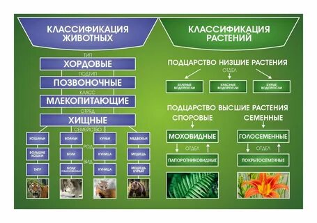 Систематика мака