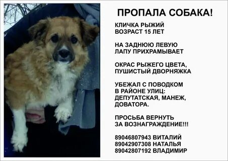 Кличка собаки узнай